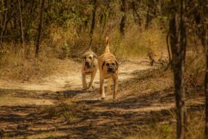 To hunde af racen Boerboel går langs en grusvej omgivet af højt græs og træer en solrig dag