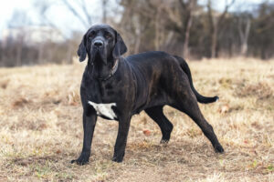 Portræt af en Fila Brasileiro hund med sort pels og en hvid plet på brystet, stående i højt græs med en skovbaggrund, ser direkte ind i kameraet med en opmærksom mine.