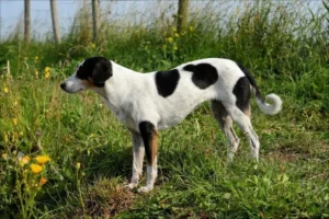 En Halden-hund står i en grøftekant omgivet af grønne græsser og vilde blomster med en halvmaskeret pels i hvid og sort