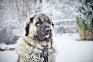 En Kangal-hund står i sneen med snefnug der falder omkring den. Hunden har en tyk pels og ser ud til at være opmærksom på noget i det fjerne. Baggrunden er uklar med sneklædte omgivelser.