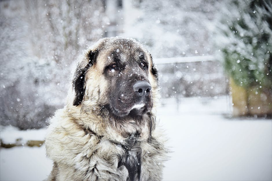 En Kangal-hund står i sneen med snefnug der falder omkring den. Hunden har en tyk pels og ser ud til at være opmærksom på noget i det fjerne. Baggrunden er uklar med sneklædte omgivelser.