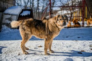 En kaukasisk ovtcharka står på sneen med en tryg og venlig attitude, omgivet af en kennel og andre hunde i baggrunden. Hunden har en kraftig bygning med en pels, der blander brune og sorte nuancer.