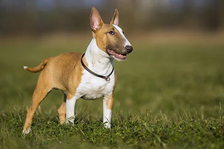 Miniature Bull Terrier står i en græsmark med dets brune og hvide pels, ser opmærksom ud med ørerne oprejst og en glad mine