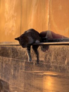 En kat ligger afslappet på en metalgelænder med et blødt lys i baggrunden, der reflekterer en varm gylden farve, og nogle skygger fra væggen i nærheden.