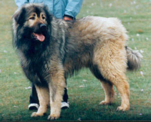 En stor og kraftig Sarplaninac hund med en fyldig pels står på græsset ved siden af en person iført en blå jakke. Hunden har en glad mine med tungen hængende ud af munden og en kraftig bygning, mens dens pels er en blanding af grå og brun nuancer.