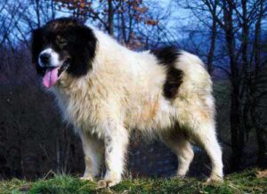 Tornjak hund, stor og pelsklædt med en blanding af hvid og sort pels, står på græsset omgivet af træer i baggrunden, hunden har tungen ude og ser venlig ud