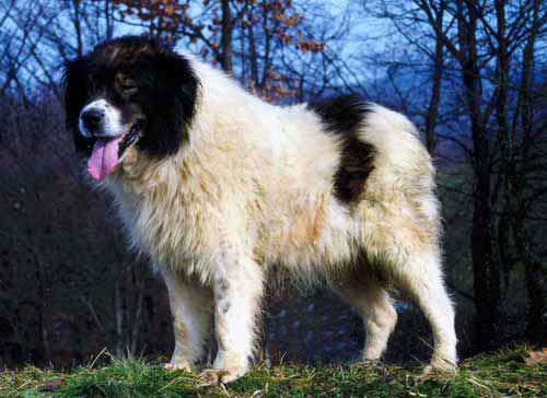 Tornjak hund, stor og pelsklædt med en blanding af hvid og sort pels, står på græsset omgivet af træer i baggrunden, hunden har tungen ude og ser venlig ud