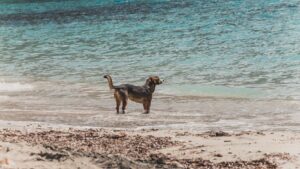 En hund står ved vandkanten på en strand med klart blåt vand og sand i forgrunden.