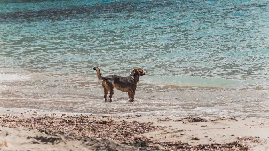 En hund står ved vandkanten på en strand med klart blåt vand og sand i forgrunden.