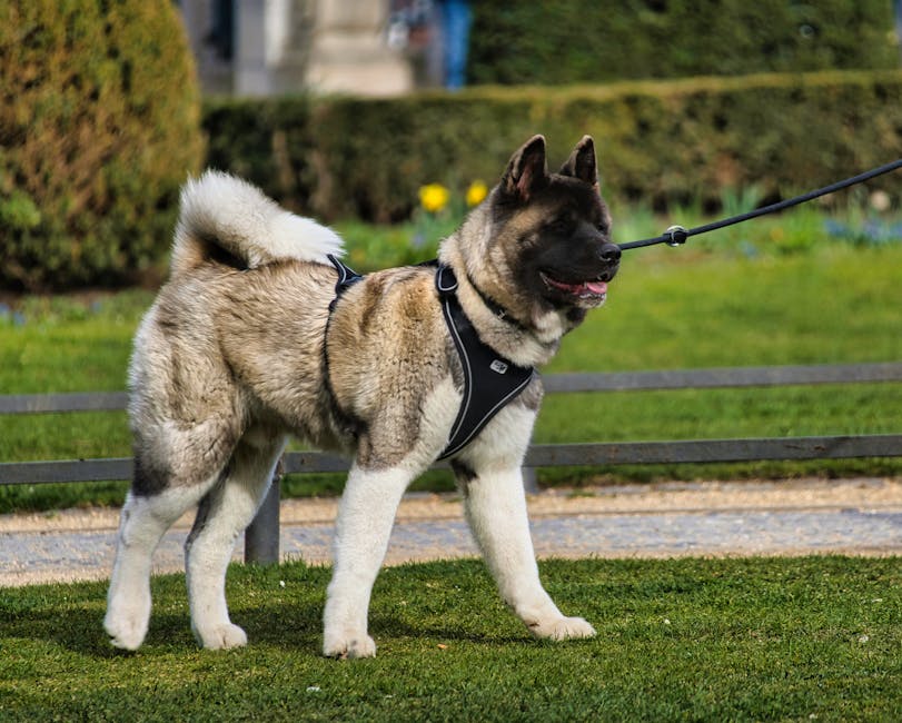 En amerikansk Akita med en fyldig pels og en glad udtryk går i en park iført en sele med en person, der holder i snoren. Grøn græsplæne og buske ses i baggrunden.
