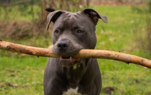 En amerikansk hårfri terrier holder en stor gren i munden mens den står på en grøn græsplæne