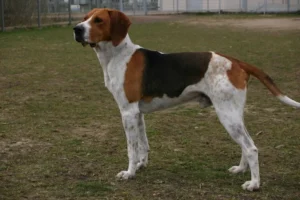 En anglo-français de petite vénerie står på græsset og ser opmærksomt ud i en park, hunden har en hvid krop med brune og sorte pletter samt en lang hale