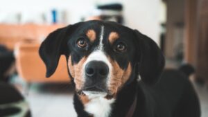 Appenzeller sennenhund med sort og brun pels står ved en stue med bløde møbler i baggrunden hunden har store brune øjne og et venligt ansigt