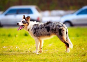En australsk hyrdehund står på en grøn græsplæne med sin tunge hængende ud af munden og ser hen mod kameraet mens biler kører forbi i baggrunden