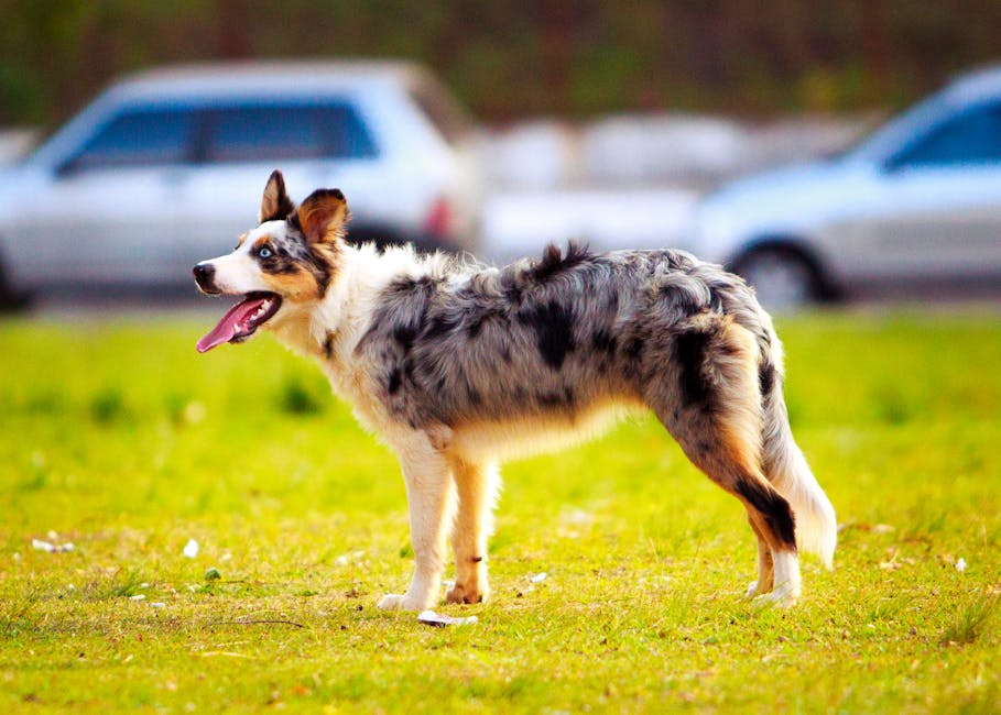 En australsk hyrdehund står på en grøn græsplæne med sin tunge hængende ud af munden og ser hen mod kameraet mens biler kører forbi i baggrunden