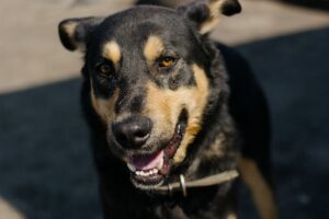 En tæt på billede af en Australian Stock Dog, specifikt en kelpie, med et venligt ansigt og glade øjne. Hunden har en sort og tan pels og smiler til kameraet. Baggrunden er sløret og udendørs.