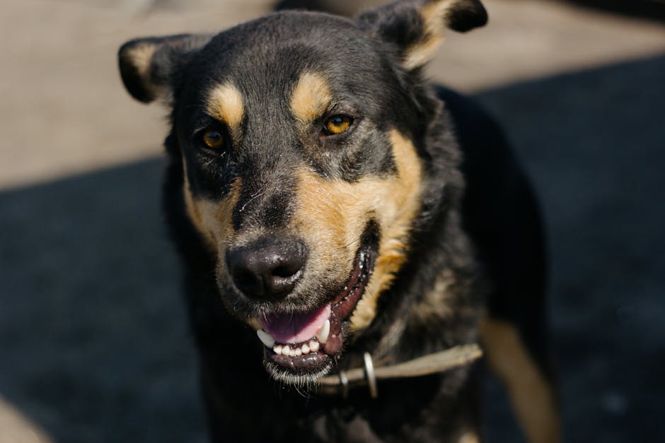 En tæt på billede af en Australian Stock Dog, specifikt en kelpie, med et venligt ansigt og glade øjne. Hunden har en sort og tan pels og smiler til kameraet. Baggrunden er sløret og udendørs.