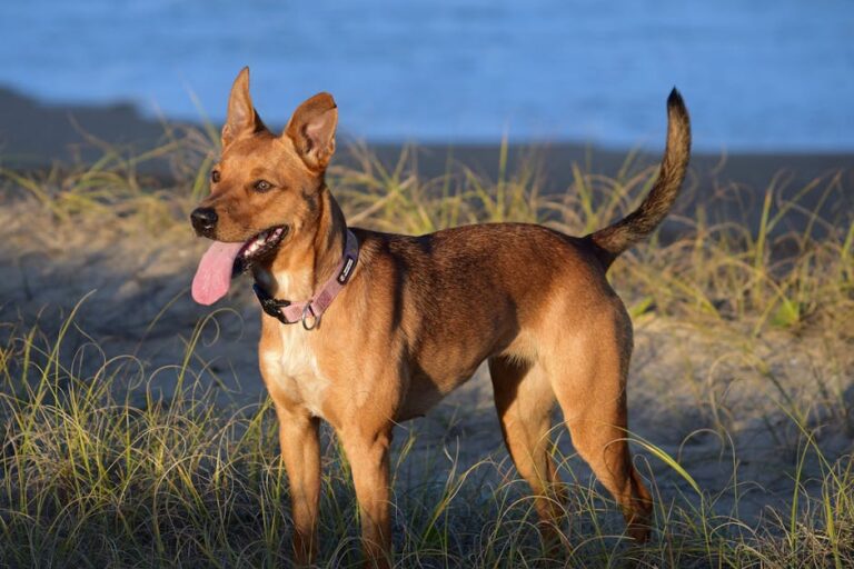 Stumpy Saurus Australian Stumpy Tail Cattle Dog - Stor Guide: Temperament, Pleje ...