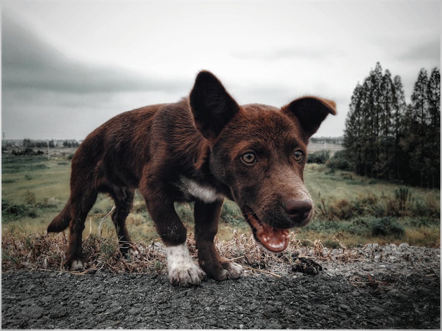 En brun australsk kelpie-hvalp står på en grusvej med en grøn mark og træer i baggrunden Hvalpen ser glad ud med åbne øjne og tunge der hænger ud af munden