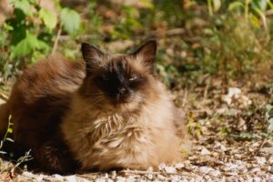 En balinesisk kat med en blød, lang pels ligger afslappet på jorden omgivet af grønne planter og små grussten. Katzen har en mørk ansigt og lysebrune pletter på kroppen, mens den ser rolig og tilfreds ud.