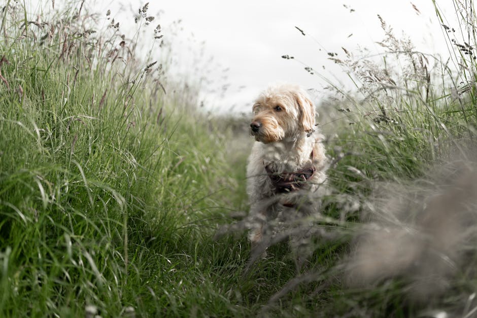 En barbet hund står i en grøngræsset sti omgivet af høje græsstrå og vilde blomster under en overskyet himmel.