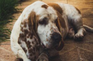 En basset bleu de Gascogne ligger afslappet på en flisebelagt overflade omgivet af grønne græsstrå med sit karakteristiske plettede pels og lange ører