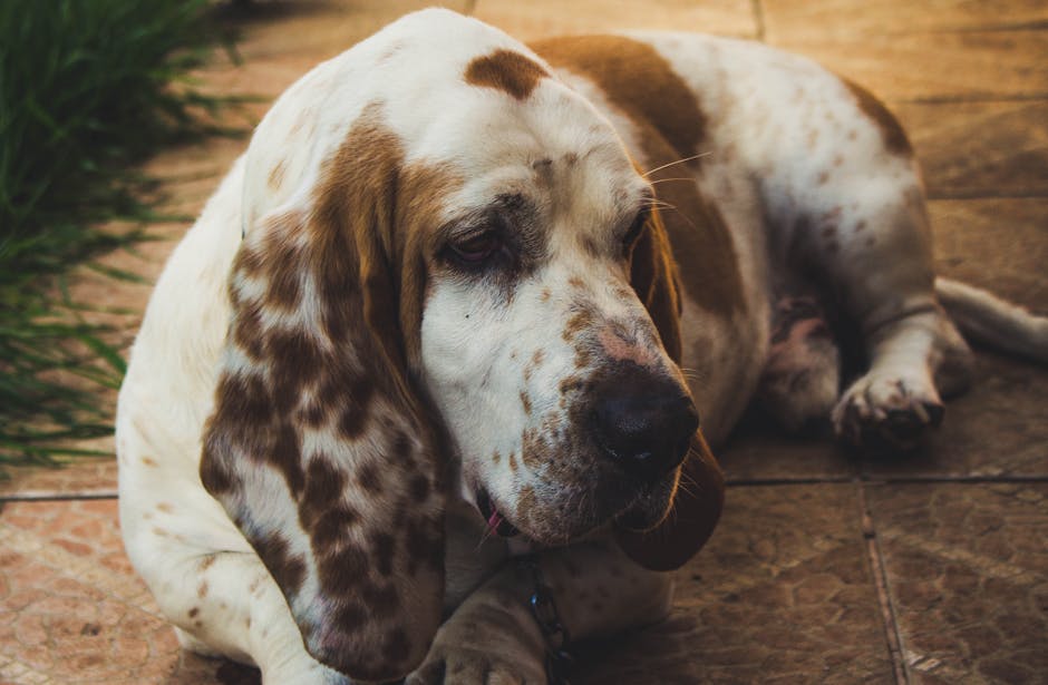 En basset bleu de Gascogne ligger afslappet på en flisebelagt overflade omgivet af grønne græsstrå med sit karakteristiske plettede pels og lange ører