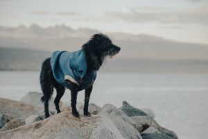 En sort hund med en blå frakke står på en sten ved vandkanten med udsigt mod horisonten hvor fjeld og hav mødes
