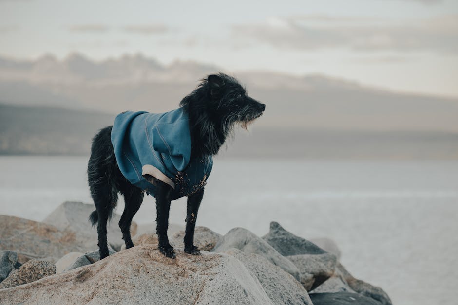 En sort hund med en blå frakke står på en sten ved vandkanten med udsigt mod horisonten hvor fjeld og hav mødes