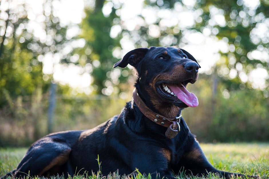 En glad beauceron hund ligger på græsset med sin tunge hængende ud af munden og en venlig udstråling i et grønt landskab med træer i baggrunden