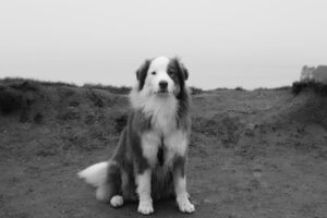 En sort-hvid hund med lang pels sidder på jorden ved en skrænt med udsigt til havet i baggrunden.