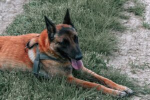 En belgisk hyrdehund af racen Malinois ligger afslappet i grønt græs med tungen ude. Hunden har en kort, rødbrun pels og bærer en sele.