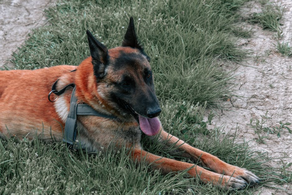 En belgisk hyrdehund af racen Malinois ligger afslappet i grønt græs med tungen ude. Hunden har en kort, rødbrun pels og bærer en sele.