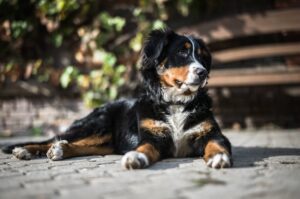 En Berner Sennenhund ligger roligt på en stenbelagt overflade med en baggrund af grønne planter og en bænke i træ