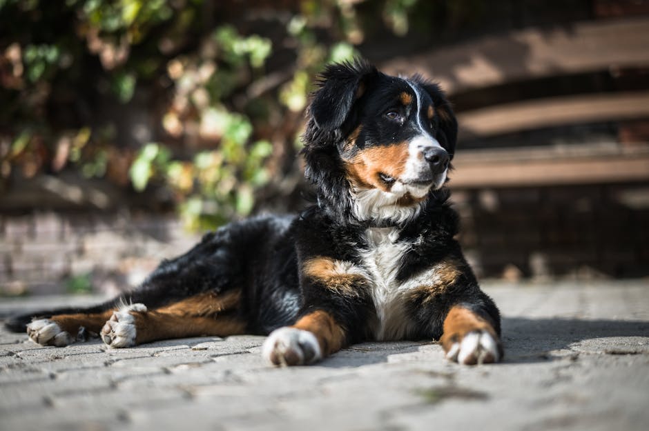 En Berner Sennenhund ligger roligt på en stenbelagt overflade med en baggrund af grønne planter og en bænke i træ