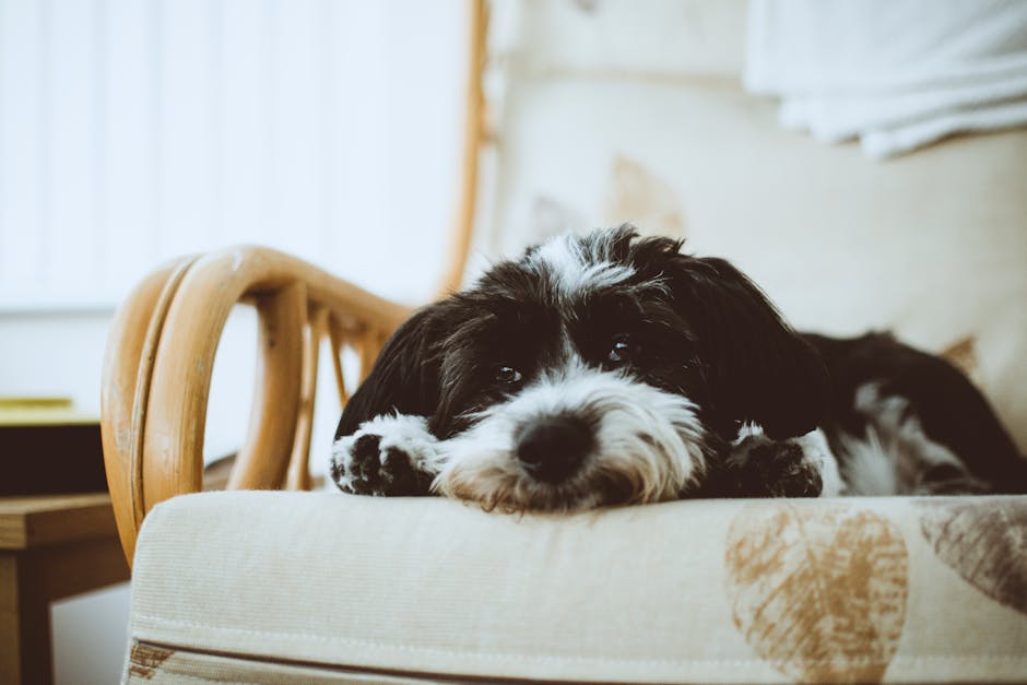 En sort-hvid hund ligger afslappet på en sofa med et blødt udtryk i ansigtet og ser direkte ind i kameraet