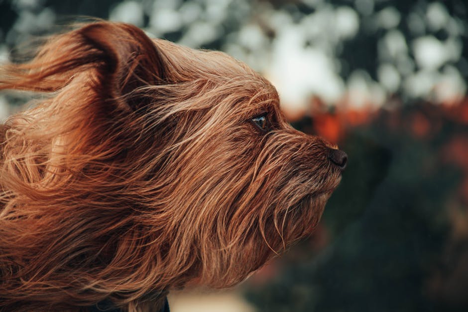 En Biewer Terrier ser ud med blæser hår i vinden på en uskarp baggrund med grønne og orange nuancer