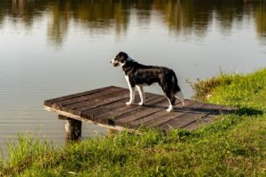 En sort-hvid hund står på en træplatform ved vandet med græs og buske i baggrunden.