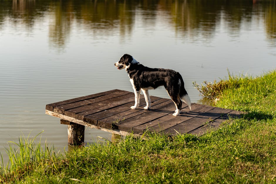 En sort-hvid hund står på en træplatform ved vandet med græs og buske i baggrunden.
