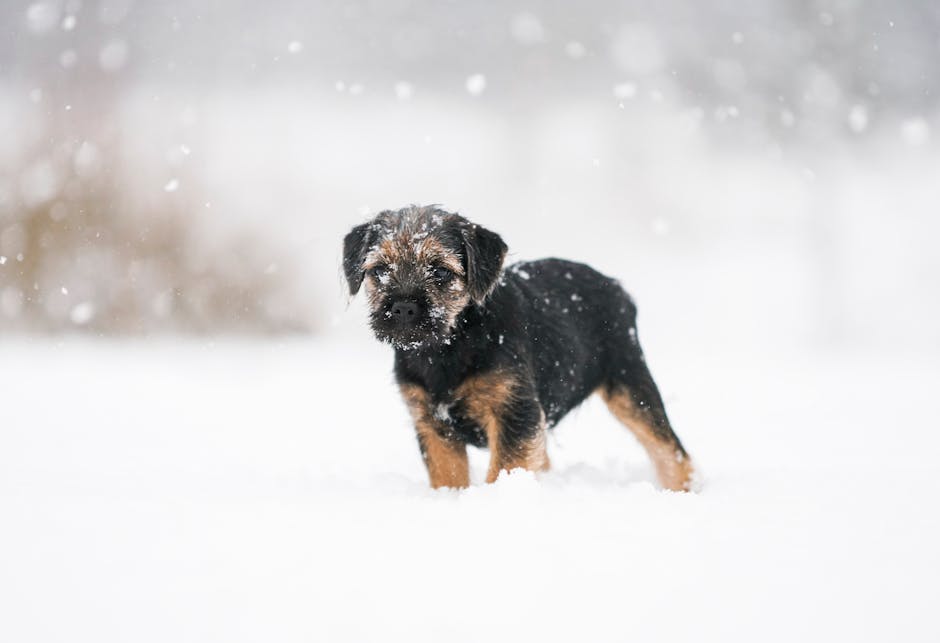 En borderskædderhund står på sneklædt grund mens snefnug daler ned omkring den