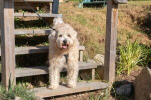 En bouvier des Ardennes sidder på et sæt trætrapper med et smilende ansigt og krøllet pels i sollyset omgivende af græs og planter.
