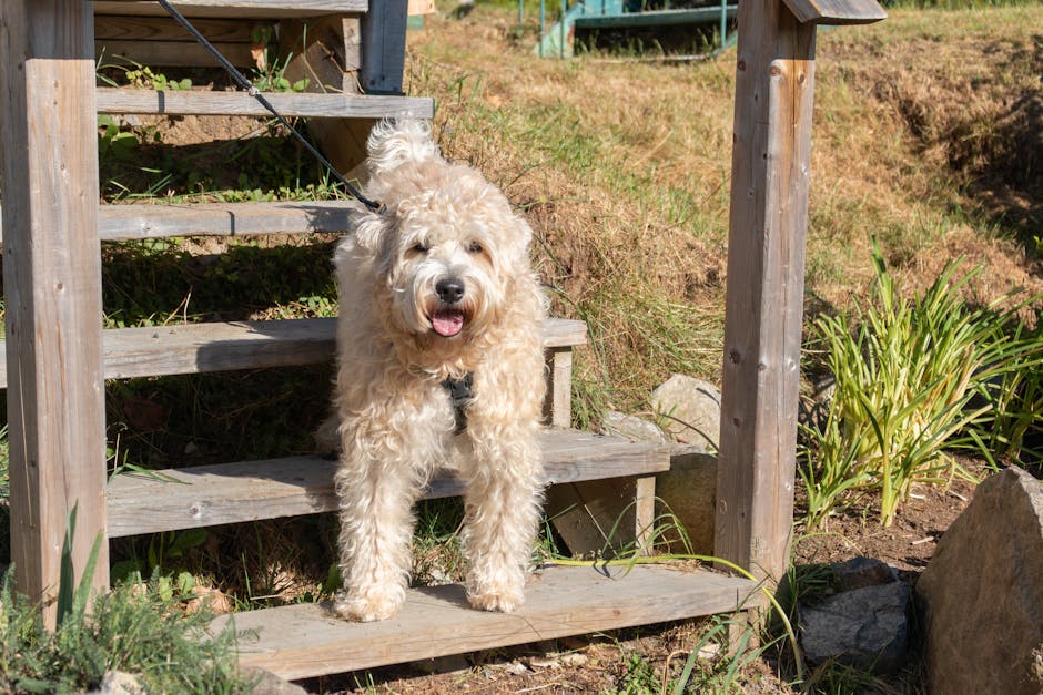 En bouvier des Ardennes sidder på et sæt trætrapper med et smilende ansigt og krøllet pels i sollyset omgivende af græs og planter.