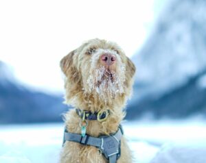 Bracco italiano hund med sne på næsen stående i et vinterlandskab med bjerge i baggrunden