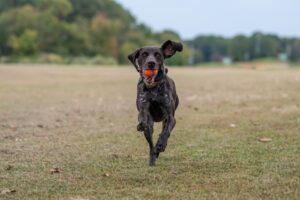 En braque du Bourbonnais hund løber hen over en græsmark med en orange bold i munden mens den ser glad og energisk ud