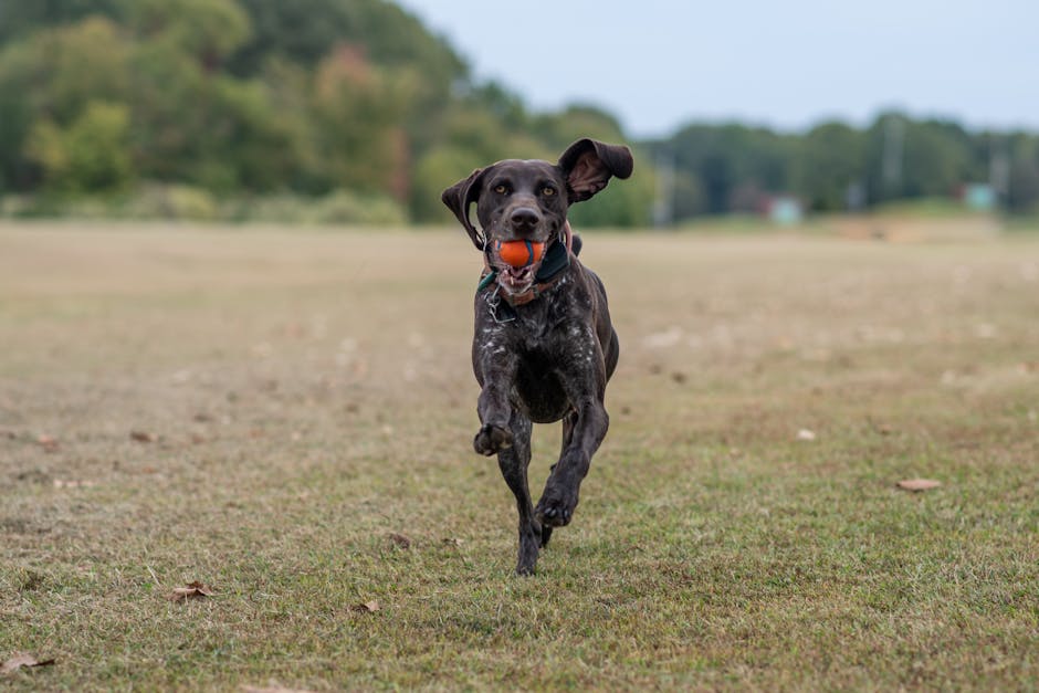 En braque du Bourbonnais hund løber hen over en græsmark med en orange bold i munden mens den ser glad og energisk ud