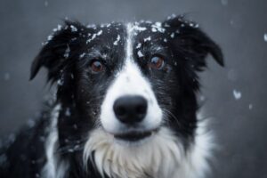 Et nært billede af en hund med sort og hvid pels, der har snefnug på hovedet og har et venligt udtryk.