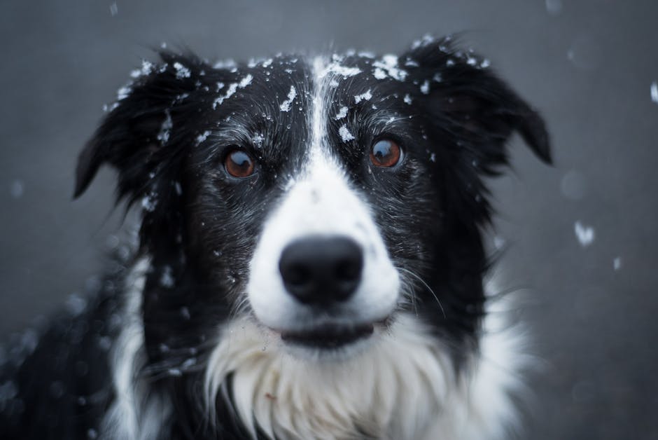 Et nært billede af en hund med sort og hvid pels, der har snefnug på hovedet og har et venligt udtryk.