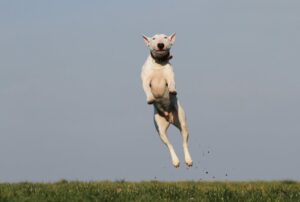 En hvid bullterrier springer op i luften over en grøn græsmark under en klar blå himmel