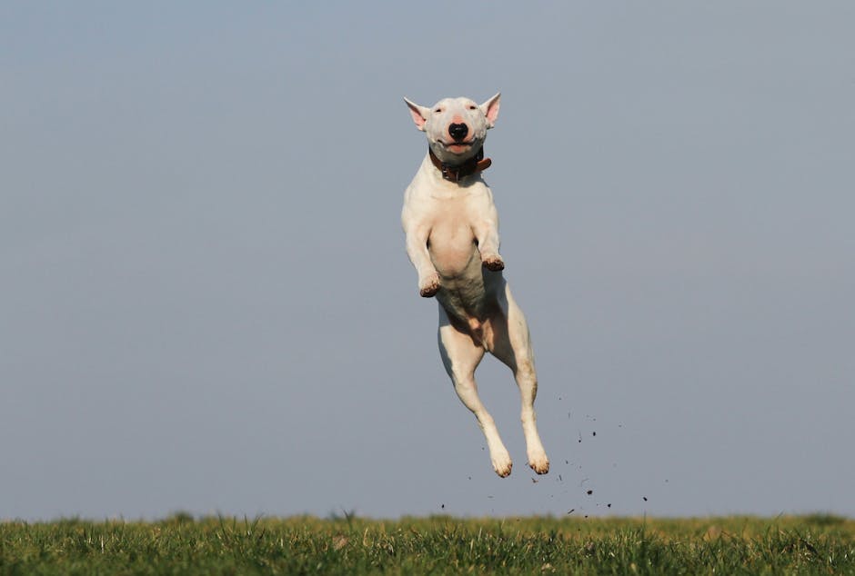 En hvid bullterrier springer op i luften over en grøn græsmark under en klar blå himmel