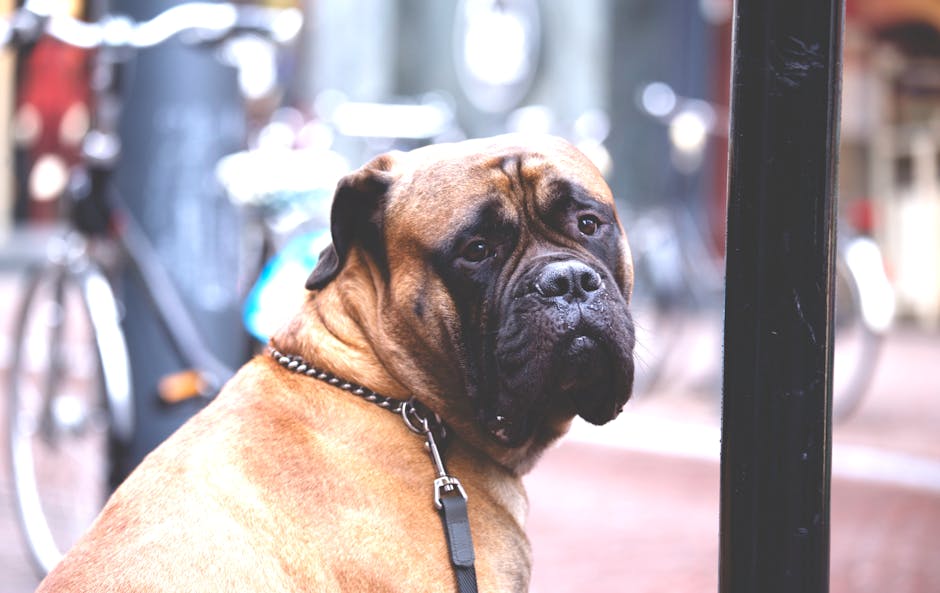 En bullmastiff hund ser tilbage med et eftertænksomt udtryk mens den står ved en lygtepæl i en by med cykler i baggrunden